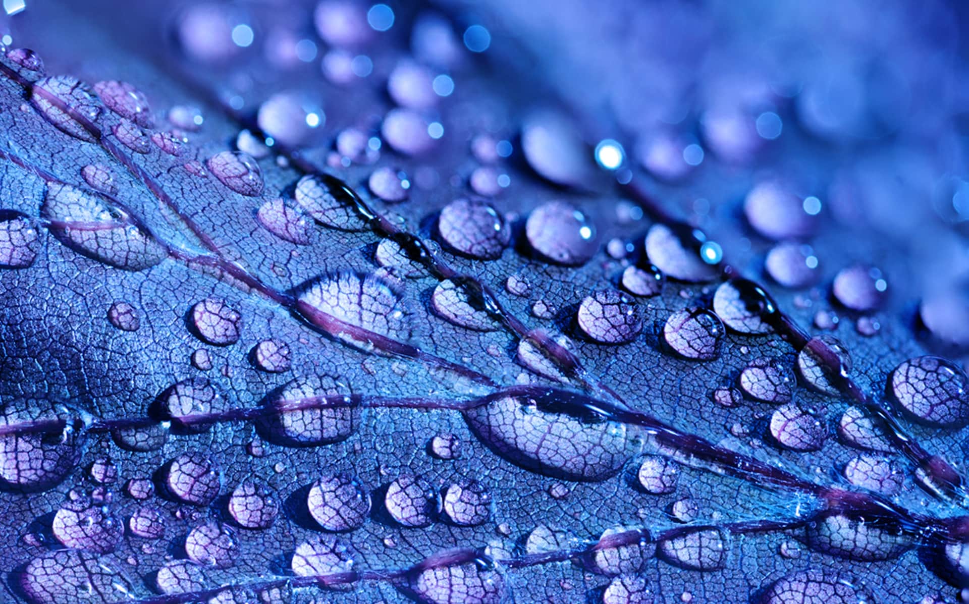Macro water drops on a blue leaf