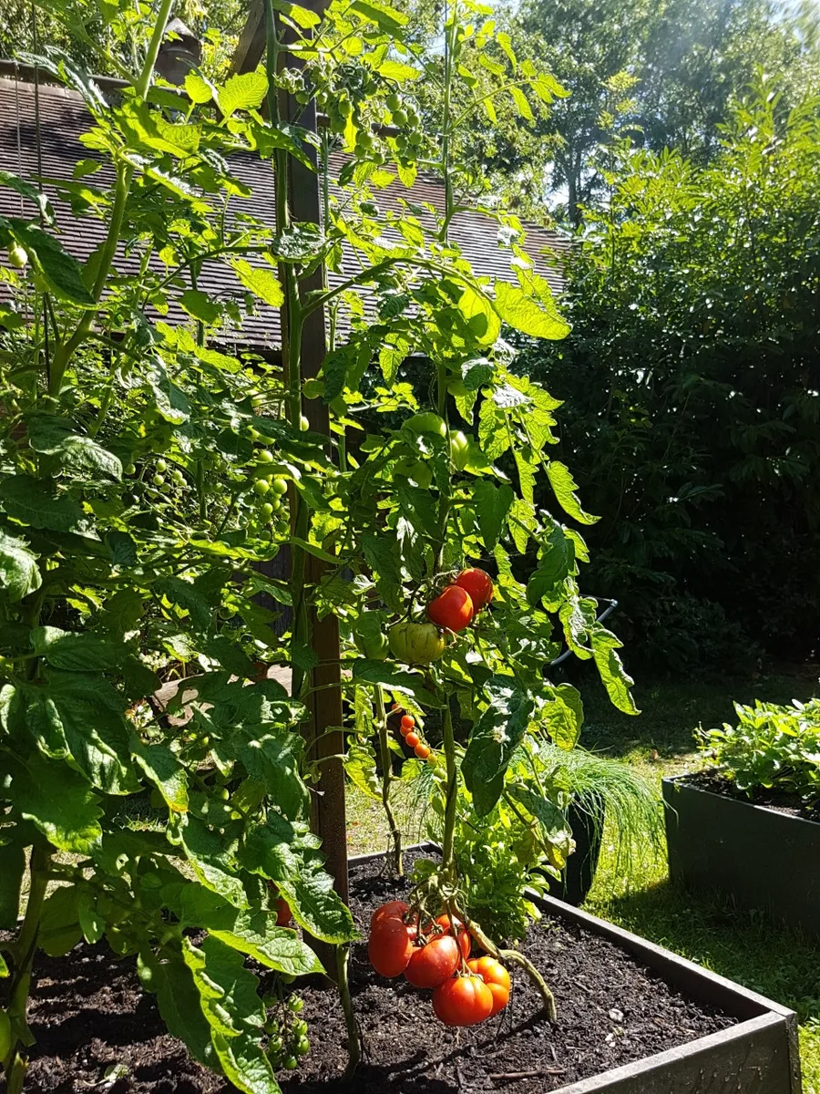 Tomato plants growing in recycled plastic raised bed garden frames