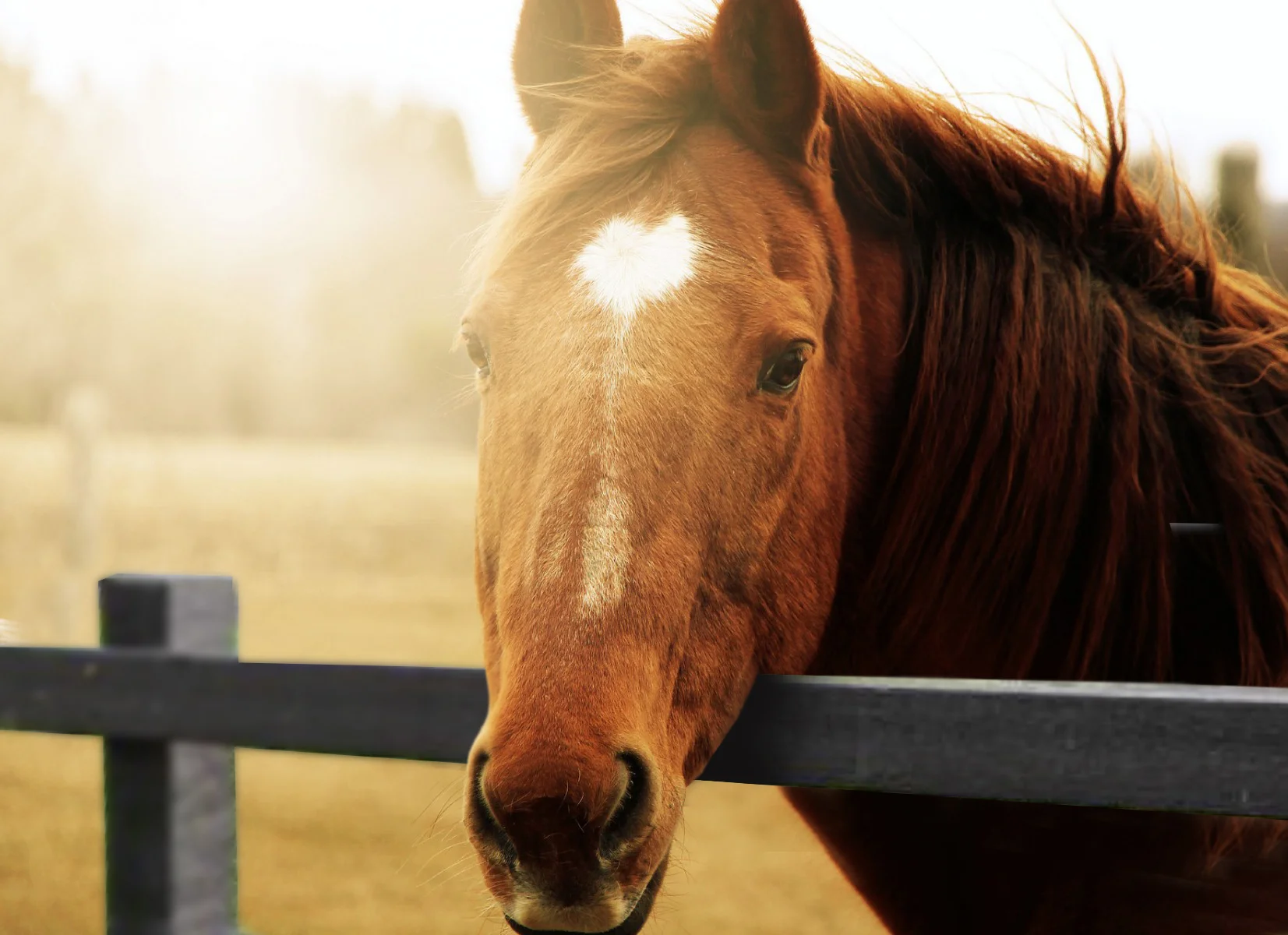 Recycled plastic equestrian paddock fencing with horses — Ezotrade UK