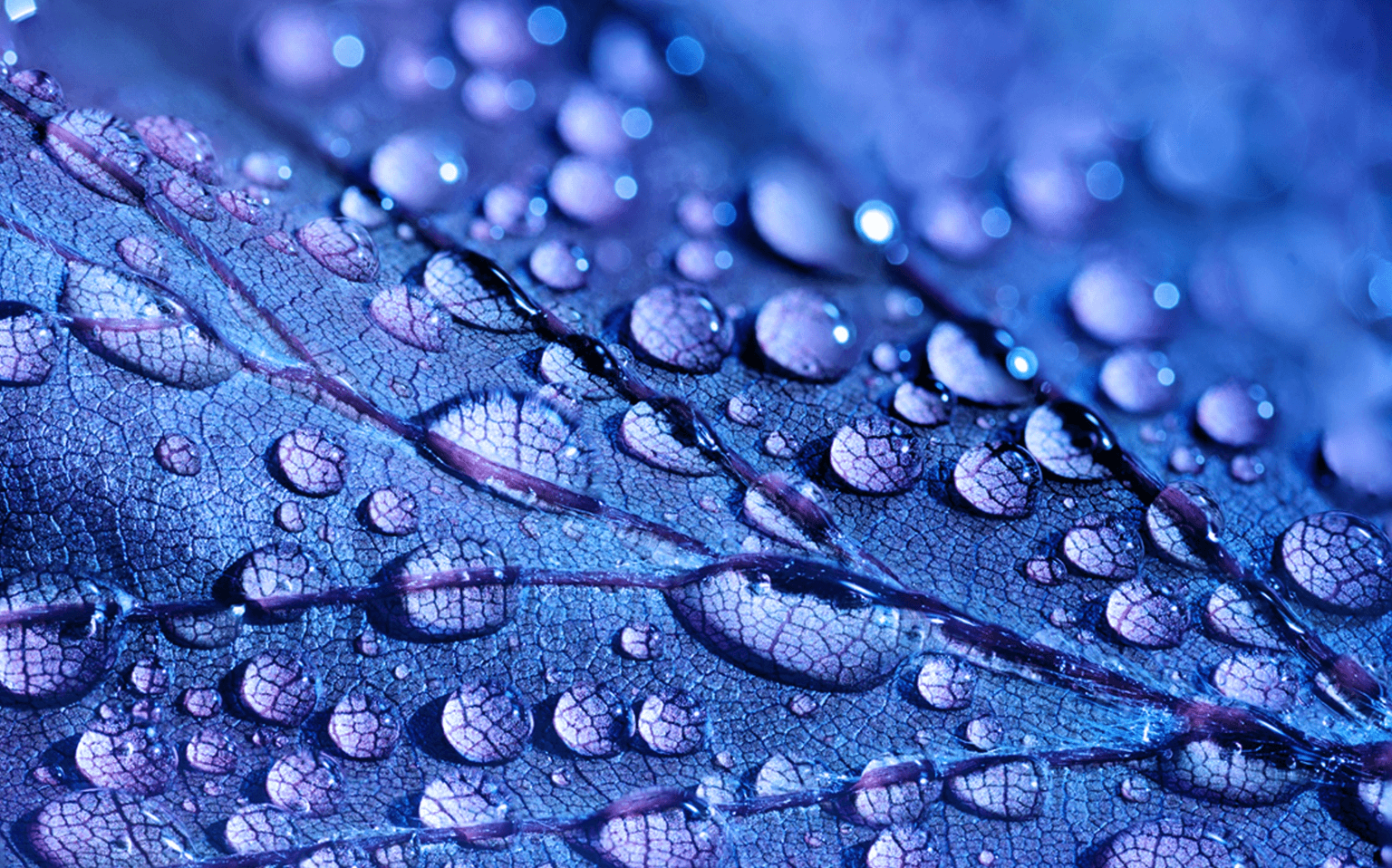 Macro water drops on a blue leaf