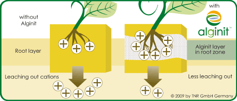 Nutrient absorption with Alginit - reduces leaching