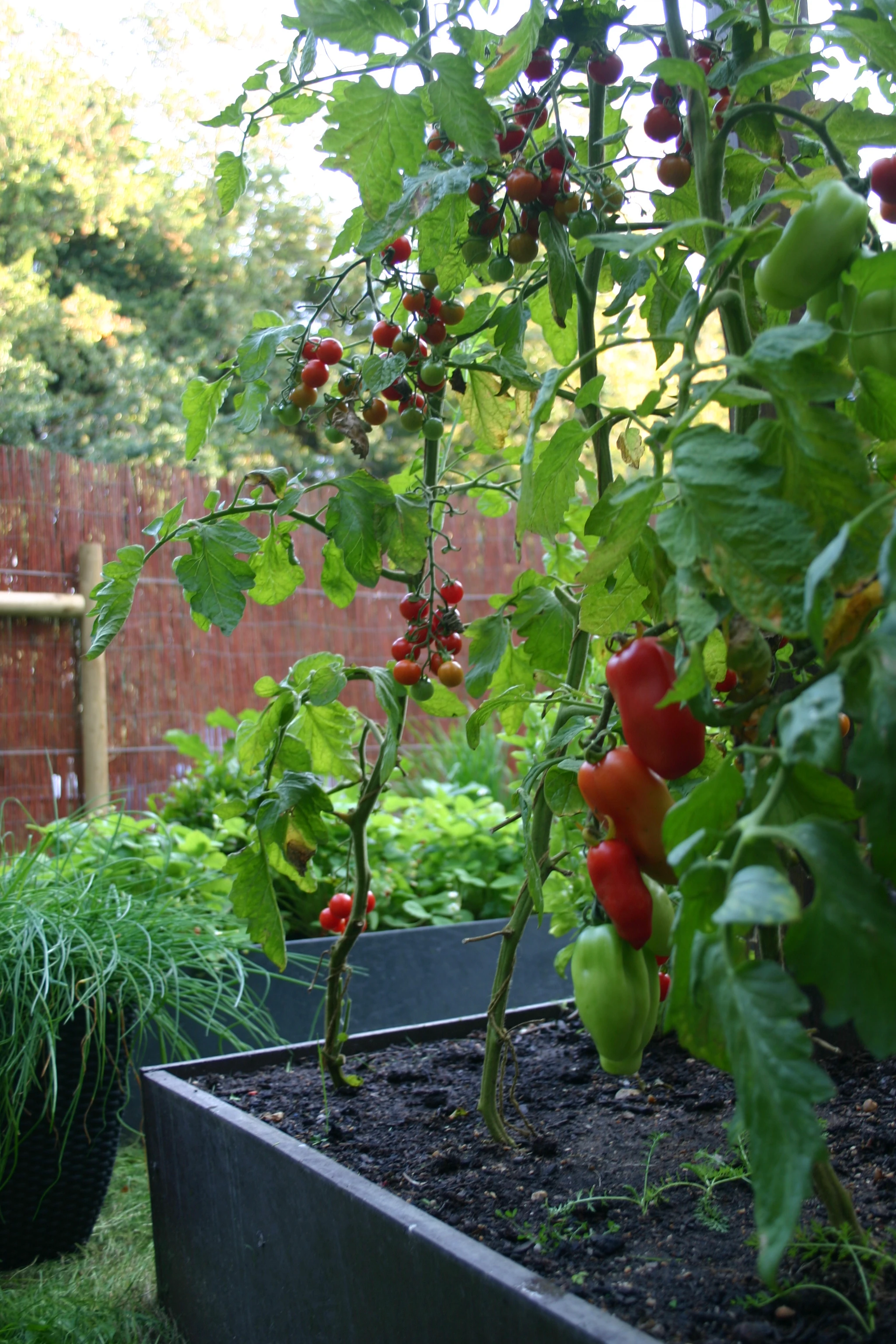 Tomato frame vertical growing Ezotrade